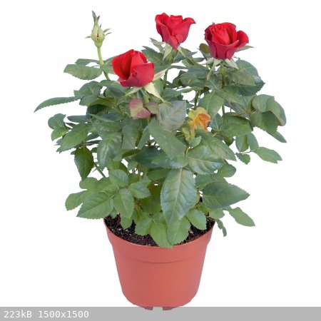 Minirose.jpg - 223kB