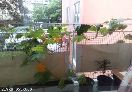 Balkon-1.jpg - 219kB