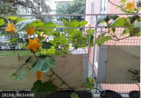 Balkon-2a.jpg - 281kB