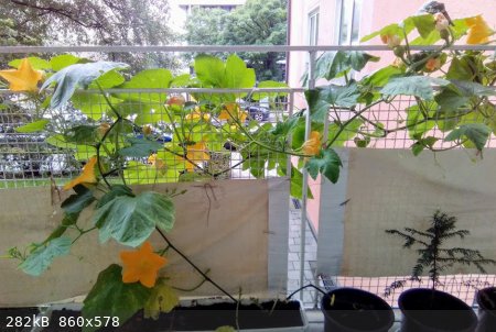 Balkon-3.jpg - 282kB