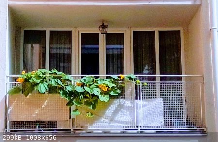 Balkon-4.jpg - 299kB