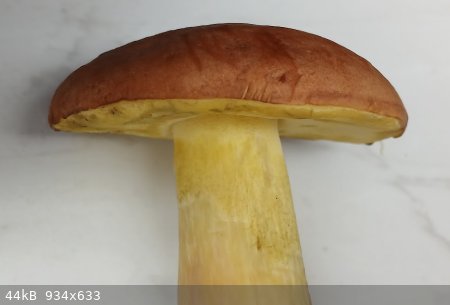 gelber-steinpilz.jpg - 44kB