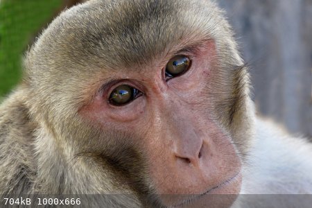 macaque.jpg - 704kB